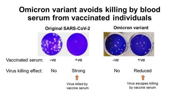 港大及中大医学院联合研究发现 新型冠状病毒变异株 Omicron 可大幅减低复必泰疫苗的病毒中和能力