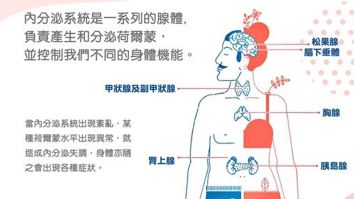 內分泌系統的功能 (Only available in Chinese)