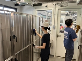 Image of Volunteering at HK Saving Cat and Dog Association